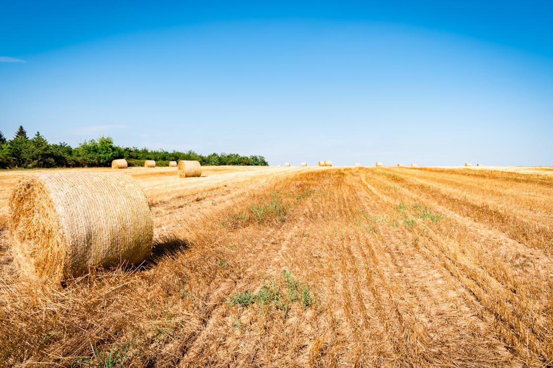 Hay field
